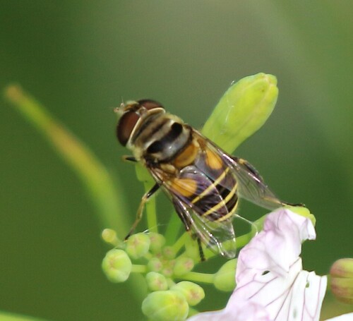 Unknown species found near Tijuana River Valley, San Diego, CA, USA