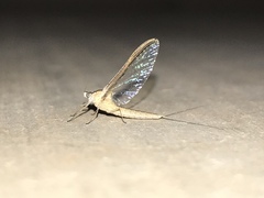 Callibaetis montanus