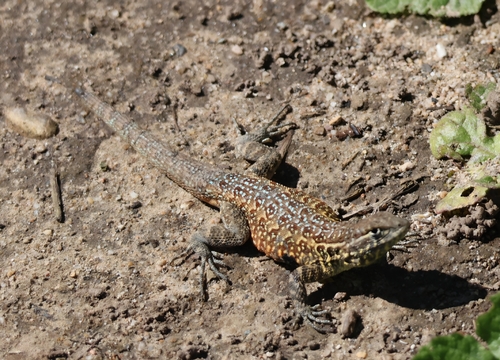 iNaturalist observation photo of Common Side-blotched Lizard