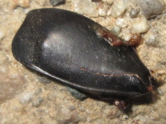Nicrophorus concolor