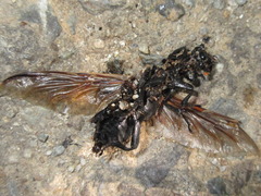 Nicrophorus concolor