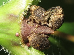 Stereonychus thoracicus