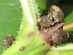 Stereonychus thoracicus