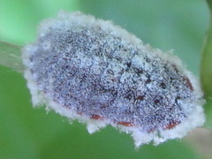 Drosicha corpulenta