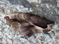 Phyllosphingia dissimilis