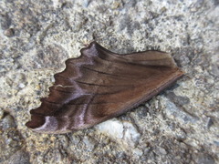 Phyllosphingia dissimilis