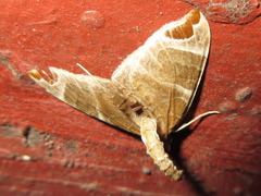 Eulithis ledereri