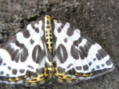 Gandaritis whitelyi