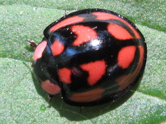 Aiolocaria hexaspilota