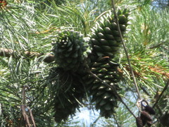 Pinus koraiensis