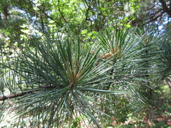 Pinus koraiensis