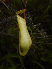 Nepenthes danseri