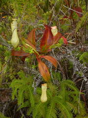 Nepenthes danseri