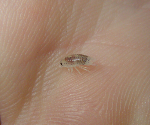 Sand Piranha photo 5