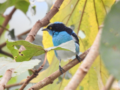 Dacnis lineata