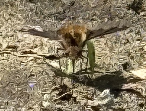 Unknown species found near Santa Cruz, CA, US