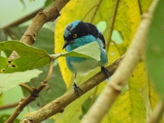 Dacnis lineata