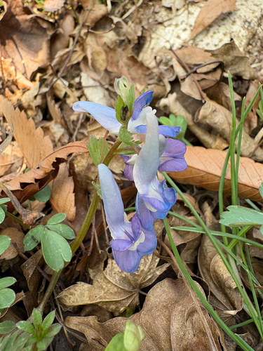Hallasan Corydalis (Corydalis hallaisanensis)