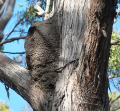 Nasutitermes walkeri