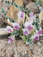 Astragalus pringlei