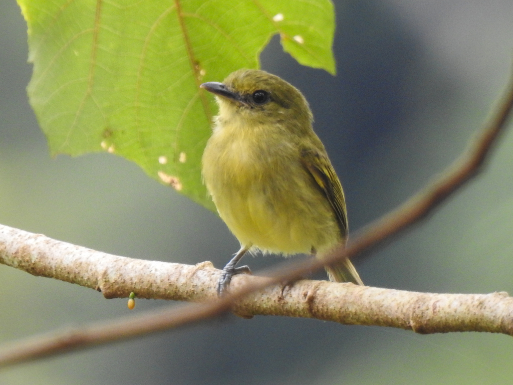 Picoplano Cabeciverde, Tolmomyias viridiceps