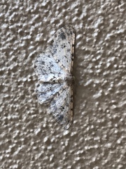 Scopula plantagenaria