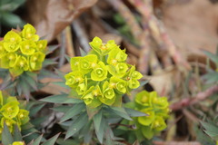 Myrsiniteae