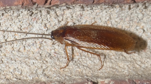 Boll's Wood Cockroach photo 4
