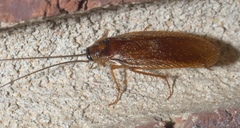 Parcoblatta bolliana