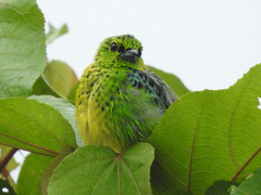 Ixothraupis xanthogastra