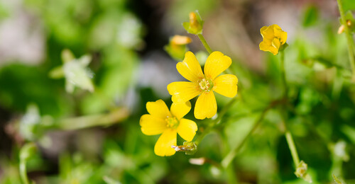 Slender yellow woodsorrel (Oxalis dillenii)