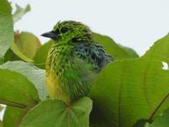 Ixothraupis xanthogastra