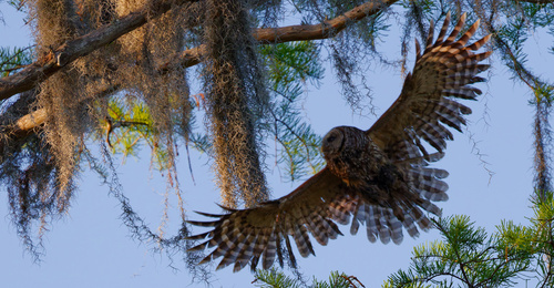 Barred Owl photographed in Louisiana