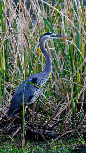 Great Blue Heron photographed in Louisiana