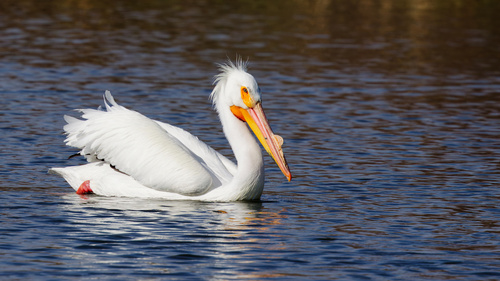 American White Pelican photographed in Nevada