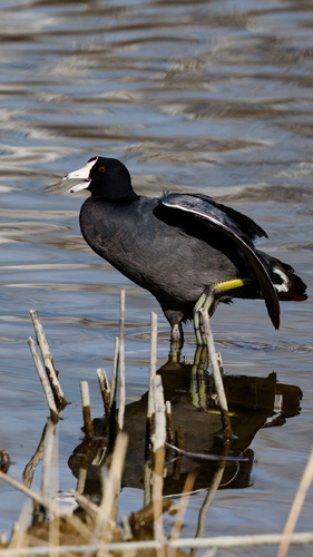 Focha americana (Fulica americana)