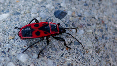 European Firebug photo 5