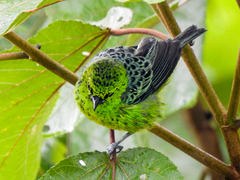 Ixothraupis xanthogastra