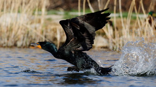 Cormorán orejudo (Nannopterum auritum)