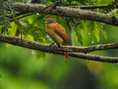 Pachyramphus castaneus