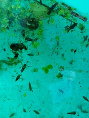 Anisops assimilis