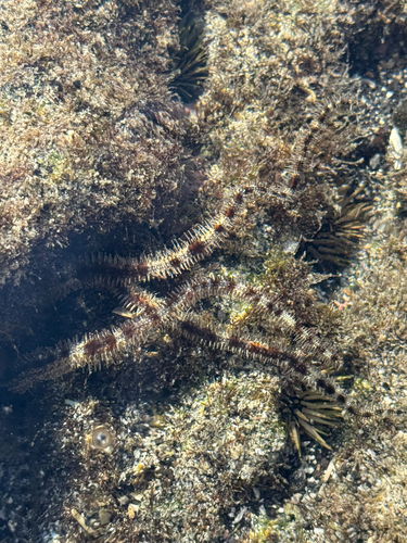 Ophiocoma scolopendrina, 2024-12-31