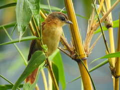 Pachyramphus castaneus