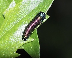 Trirhabda bacharidis