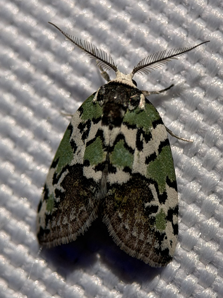 Afrida oligoglotta