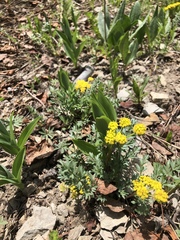 Cymopterus lemmonii