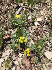 Cymopterus lemmonii