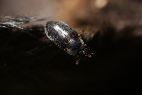 Hide Beetle photo 4