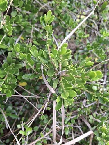 Cook Strait Māhoe (Melicytus orarius)