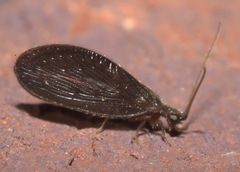Sisyra vicaria